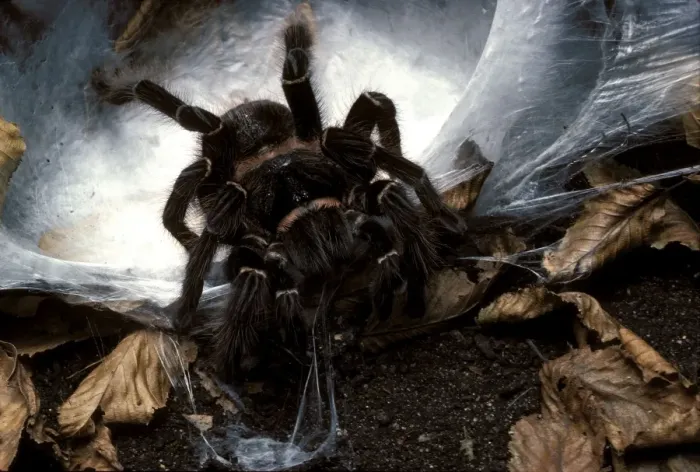 Framed Print : Spider - Tarantula - preparing its cocoon with the eggs inside Framed Print : Spider - Tarantula - preparing its cocoon with the eggs inside