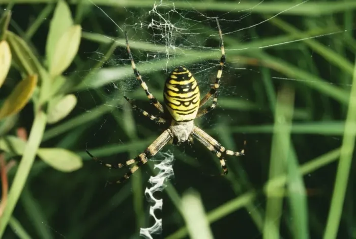Framed Print : Spider - at web Framed Print : Spider - at web