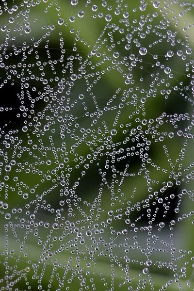 Spider Web, covered in dew drops, autumn, Hessen, Germany