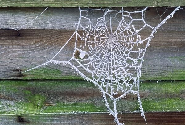 Spider Web - covered in Hoar frost UK