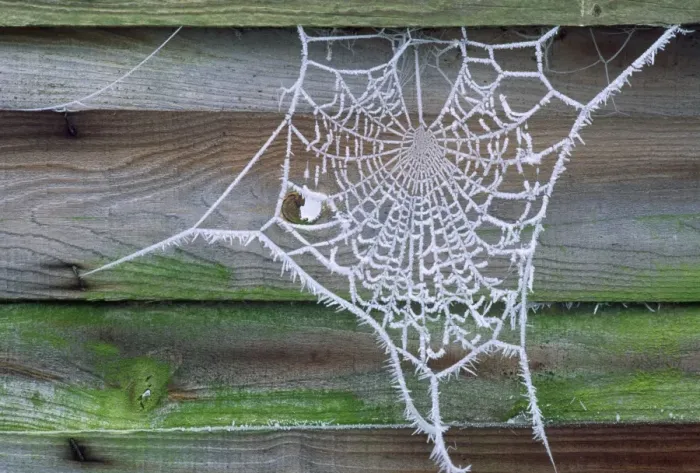 Framed Print : Spider Web - covered in Hoar frost UK Framed Print : Spider Web - covered in Hoar frost UK
