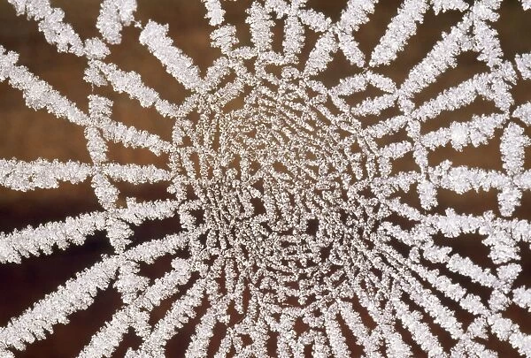 Spider Web - covered in hoar frost UK