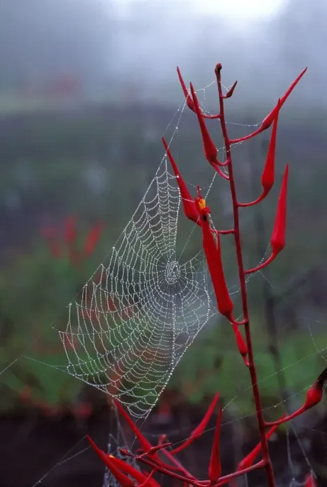 Framed Print : Spider web in the mist. French Guyana Framed Print : Spider web in the mist. French Guyana