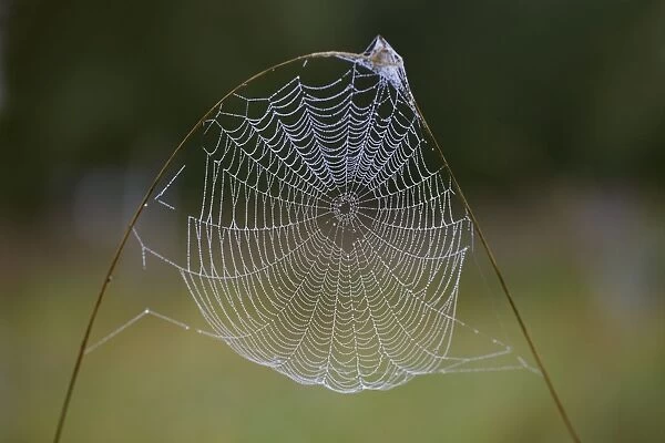 Spider's Web - of Cross Orbweaver or Garden Cross spider, on grass stem, autumn, Lower Saxony, Germany
