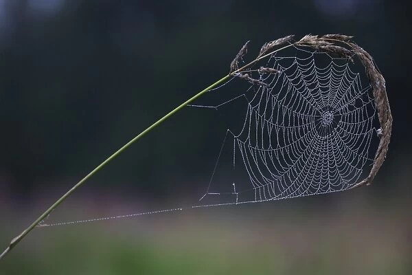 Spider's Web - of Cross Orbweaver or Garden Cross spider, on grass stem, autumn, Lower Saxony, Germany