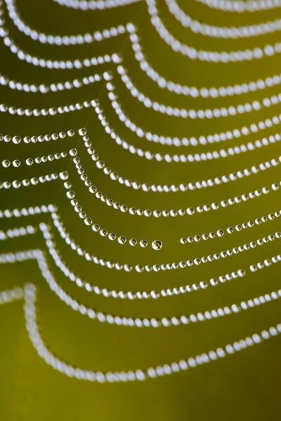 Spider's Web - with dewdrops - UK