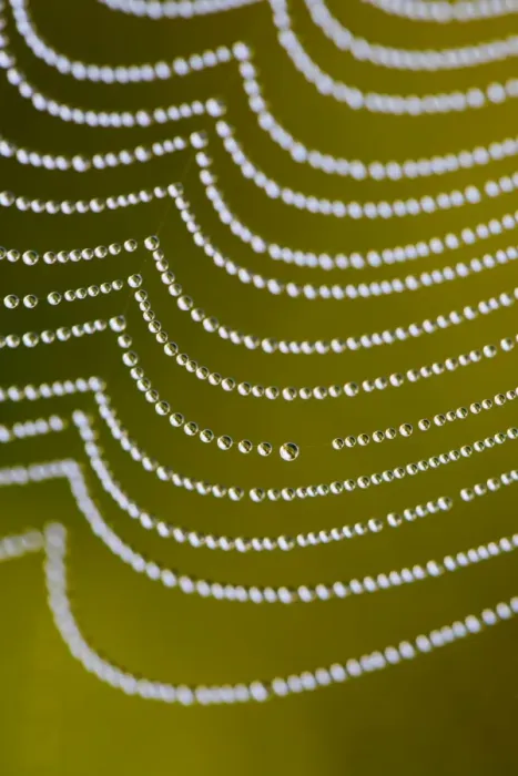 Framed Print : Spider's Web - with dewdrops - UK Framed Print : Spider's Web - with dewdrops - UK