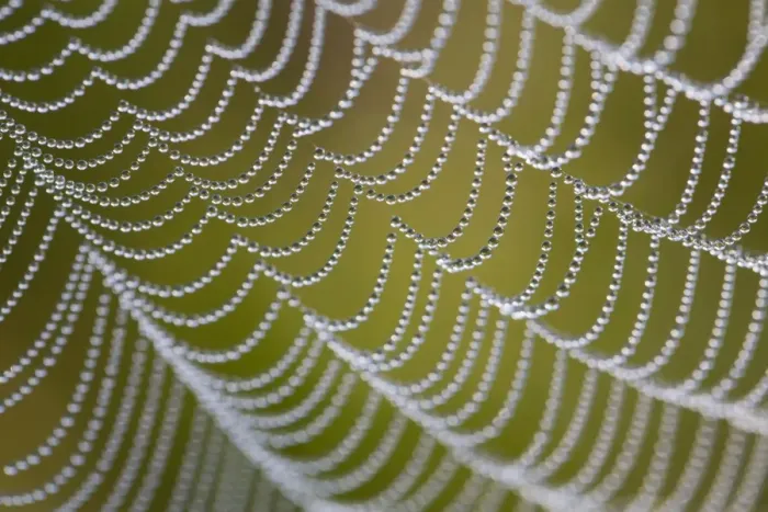 Framed Print : Spider's Web - with dewdrops - UK Framed Print : Spider's Web - with dewdrops - UK