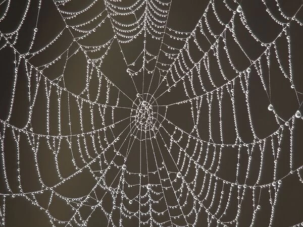 Spider's Web - with morning dew