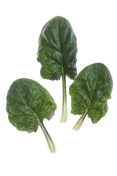 Spinach - leaves - studio shot
