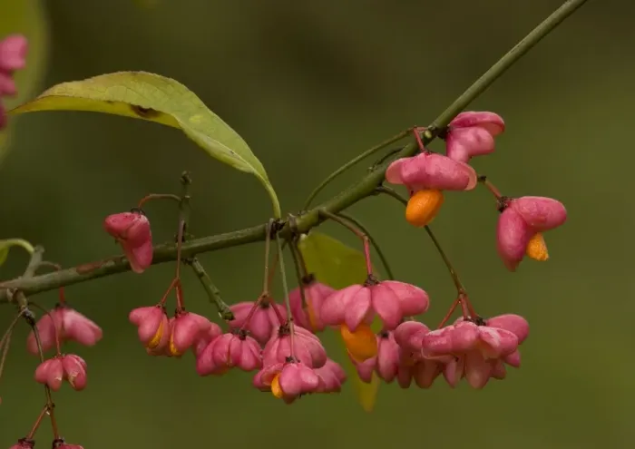 Framed Print : Spindle in autumn: berries with arils Framed Print : Spindle in autumn: berries with arils