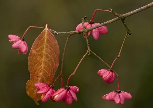 Spindle in autumn: berries with arils