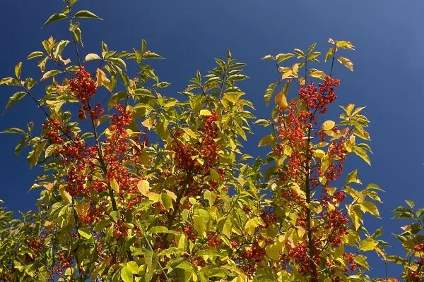 Spindle Euonymus europaeus in fruit, autumn, saxon villages area, Transylvania, Romania