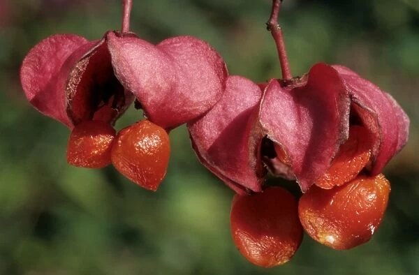 Spindle Tree - berries