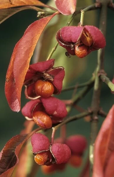 Spindle tree berries