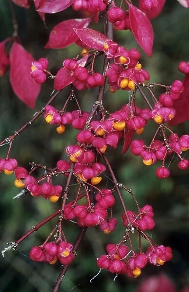 Spindle Tree - ripened berries in autumn