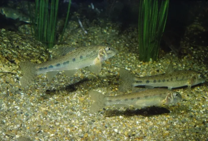 Framed Print : Spined Loach - freshwater Framed Print : Spined Loach - freshwater