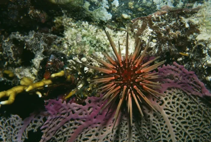 Framed Print : Spiney Urchin VT 4661 Caribbean. Echionothrix sp. © Ron & Valerie Taylor / ARDEA LONDON Framed Print : Spiney Urchin VT 4661 Caribbean. Echionothrix sp. © Ron & Valerie Taylor / ARDEA LONDON