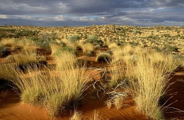 Spinifex and desert oak on Canning Stock Route - Little Sandy Desert, Western Australia, Australia JPF28419