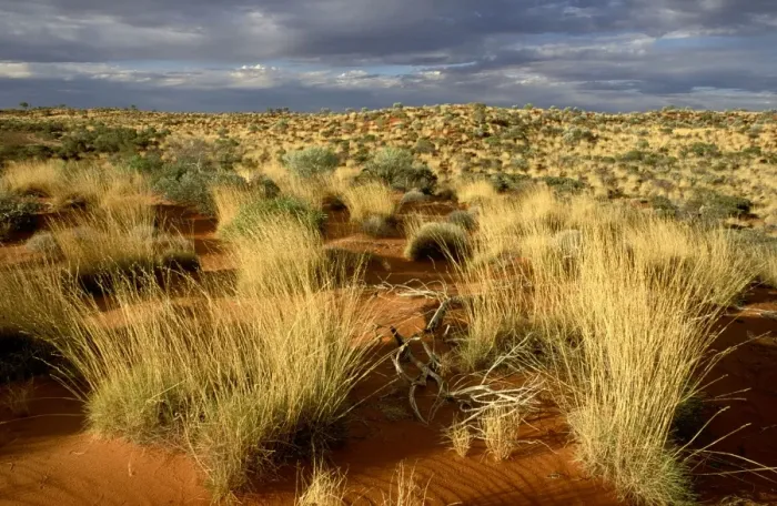 Framed Print : Spinifex and desert oak on Canning Stock Route - Little Sandy Desert, Western Australia, Australia JPF28419 Framed Print : Spinifex and desert oak on Canning Stock Route - Little Sandy Desert, Western Australia, Australia JPF28419