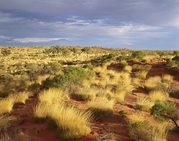 Spinifex, desert oaks and sand dunes (Triodia sp. Allocasuarina sp. ) near Lake Aerodrome on Canning Stock route, Little Sandy Desert, Western Australia JPF28045