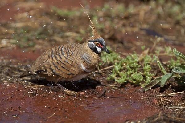 Spinifex Pigeon - Canteen Creek Aboriginal Community, Northern Territory, Australia. The sprinkler was on and this bird was alternatively rain bathing and just moving about in the drops