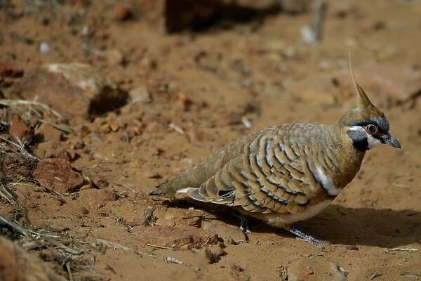 Spinifex Pigeon King's Canyon, Northern Territory, Australia