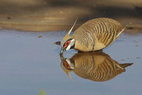 Spinifex Pigeon, reflected while drinking. They are adapted to life in the arid spinifex covered regions of central and western Australia where they are permanent residents. They live in small coveys but sometimes 50 or more congregate