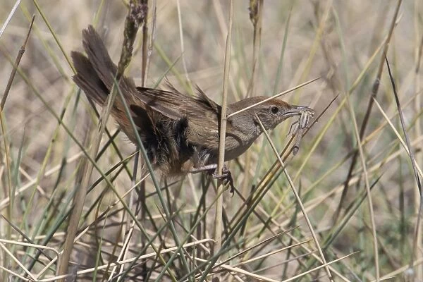 Spinifexbird - Restricted to spinifex, where it is difficult to observe. This Australian endemic ranges in a band from the Pilbara to western Queensland. Usually sedentary and solitary except when breeding