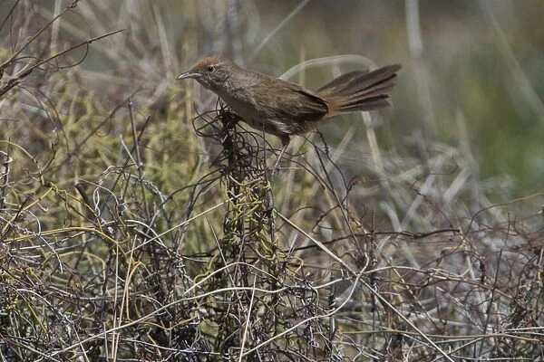 Spinifexbird - Restricted to spinifex, Triodia sp, where it is difficult to observe. This Australian endemic ranges in a band from the Pilbara to western Queensland. Usually sedentary and solitary except when breeding