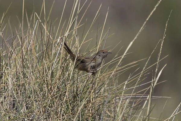Spinifexbird - Restricted to spinifex, Triodia sp, where it is difficult to observe. This Australian endemic ranges in a band from the Pilbara to western Queensland. Usually sedentary and solitary except when breeding