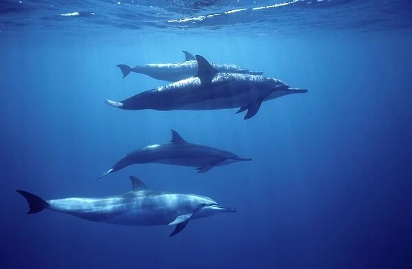 Spinner dolphin. Photographed near the Island Fernando de Noronha, Brazil