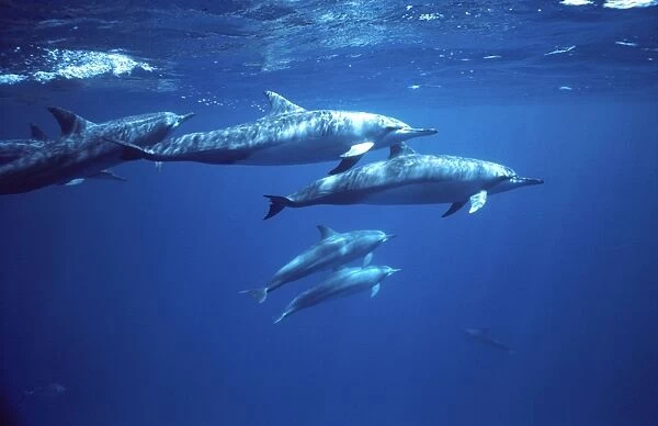 Spinner dolphin. Photographed near the Island Fernando de Noronha