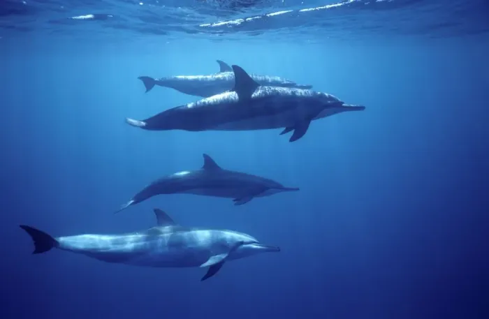 Framed Print : Spinner dolphin. Photographed near the Island Fernando de Noronha, Brazil Framed Print : Spinner dolphin. Photographed near the Island Fernando de Noronha, Brazil