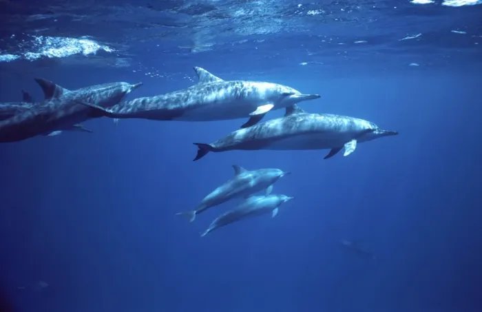 Framed Print : Spinner dolphin. Photographed near the Island Fernando de Noronha Framed Print : Spinner dolphin. Photographed near the Island Fernando de Noronha