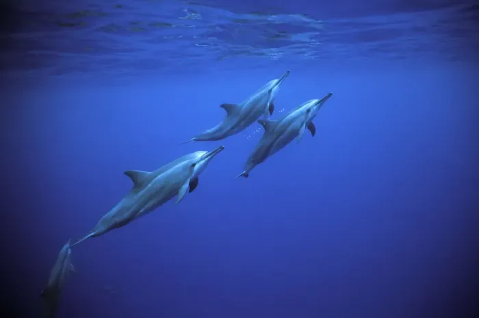 Framed Print : Spinner dolphins near Island Fernando de Norhona, Brazil