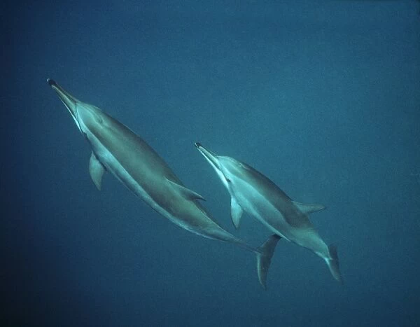 Spinner Dolphins - underwater