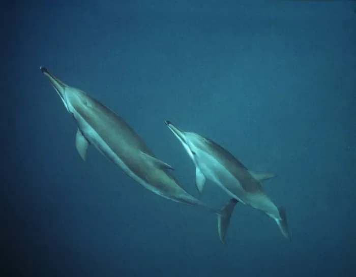 Framed Print : Spinner Dolphins - underwater Framed Print : Spinner Dolphins - underwater