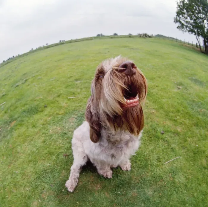 Framed Print : Spinone Dog - fish-eye lens Framed Print : Spinone Dog - fish-eye lens