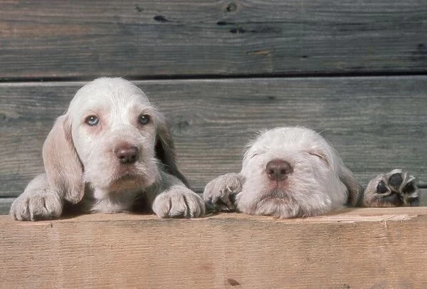 Spinone Dog Two puppies peering, one eyes closed