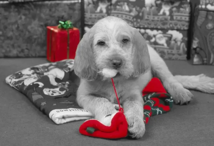 Framed Print : Spinone Dog - Puppy at Christmas Black and White with selective colouring Framed Print : Spinone Dog - Puppy at Christmas Black and White with selective colouring