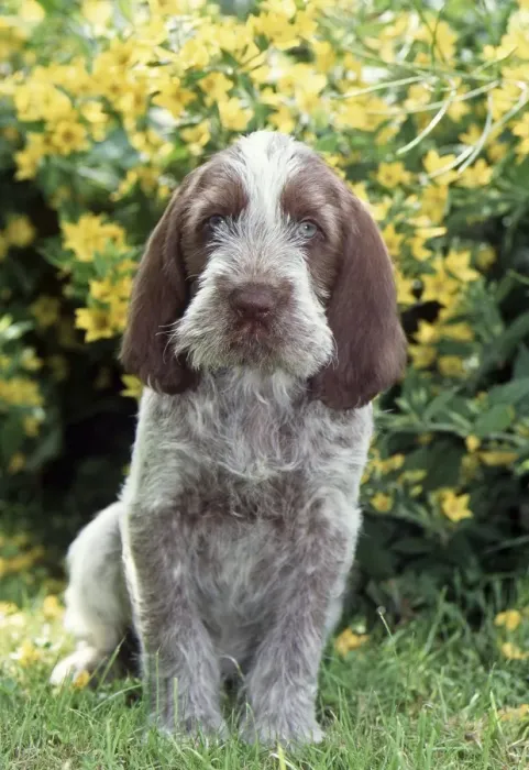 Framed Print : Spinone JD 11332E Puppy © John Daniels / ardea. com Framed Print : Spinone JD 11332E Puppy © John Daniels / ardea. com