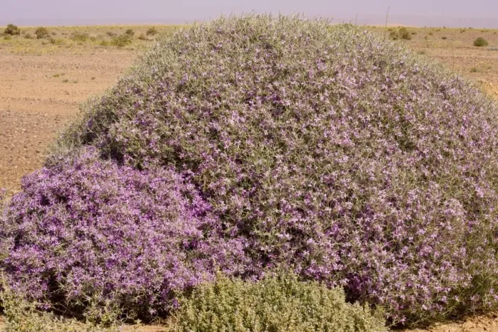 Framed Print : Spiny bushy crucifer Zilla spinosa in the Moroccan Sahara Desert, after very wet winter (spring 2009). Morocco