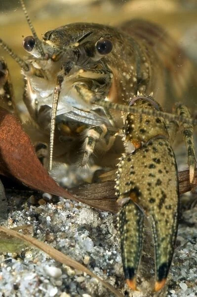 Spiny Cheek Crayfish - close up - Lake Garda - Italy