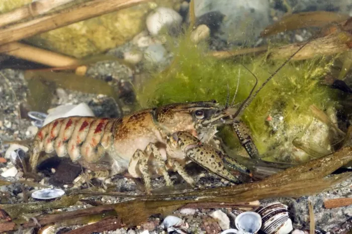 Framed Print : Spiny Cheek Crayfish - in water - Lake Garda - Italy Framed Print : Spiny Cheek Crayfish - in water - Lake Garda - Italy