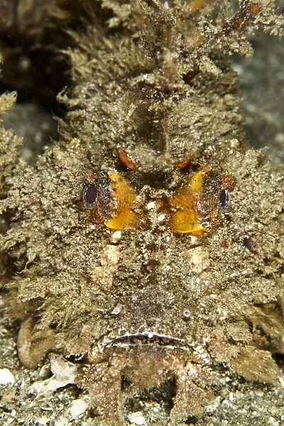 Spiny Devilfish - Indonesia