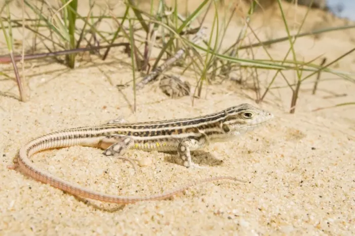 Framed Print : Spiny-footed Lizard - Donana National Park - Andalucia Framed Print : Spiny-footed Lizard - Donana National Park - Andalucia