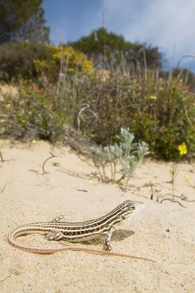 Spiny-footed Lizard - in habitat - Donana National Park - Spain