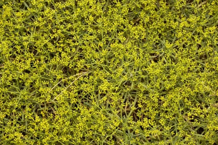 Framed Print : Spiny hare's ear (Bupleurum spinosum). Spain Framed Print : Spiny hare's ear (Bupleurum spinosum). Spain