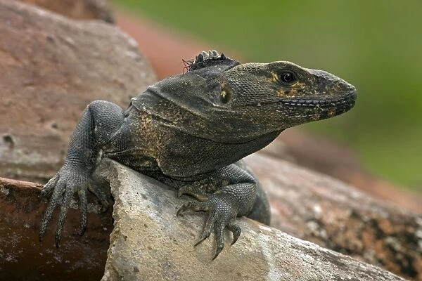 Spiny-tailed Iguana - Costa Rica - Tropical dry forest - Santa Rosa National Park